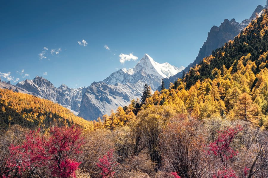 Pico de montaña nevado rodeado por un denso bosque de árboles con hojas amarillas y arbustos rojos durante el otoño bajo un cielo azul.